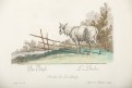 Ovce, Ridinger J.E., kolor  mědiryt 1760