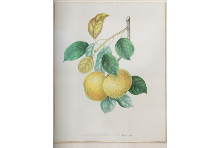 Jablko Reneta, Bivort,  litografie,1860