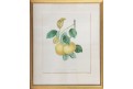 Jablko Reneta, Bivort,  litografie,1860