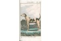 Buffon G.: Naturgesch. Vierfüßigen 2., Opava 1785
