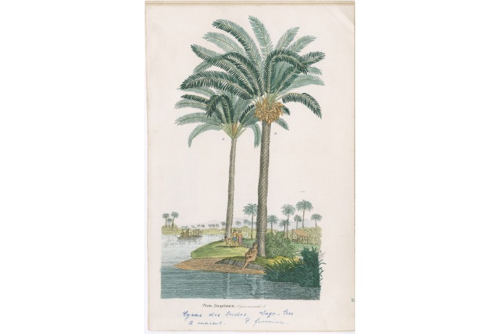 Cykas indický , kolor. litografie , (1860)