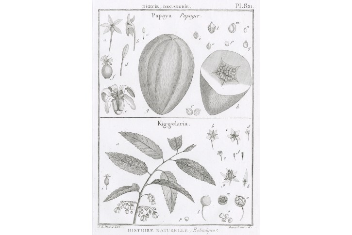 Papaya ,  Diderot,  mědiryt , 1790