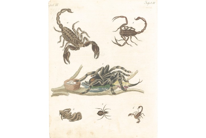 Pavouk štír, Bertuch, kolor. mědiryt , (1800)
