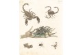 Pavouk štír, Bertuch,mědiryt , (1800)