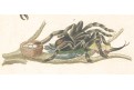 Pavouk štír, Bertuch,mědiryt , (1800)