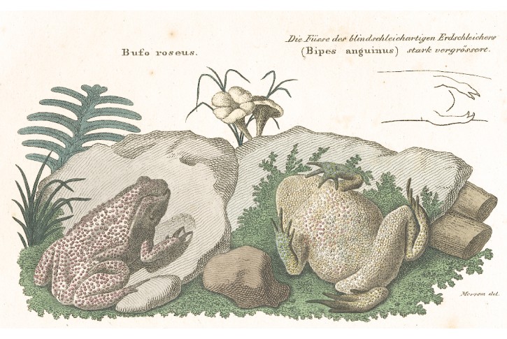 Ropucha zelená, kolor. mědiryt , (1820)