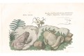 Ropucha zelená, kolor. mědiryt , (1820)