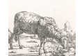 Potter- Bye : Ovce III., mědiryt 1664