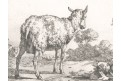 Potter- Bye : Ovce V., mědiryt 1664