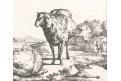Potter- Bye : Ovce VI., mědiryt 1664