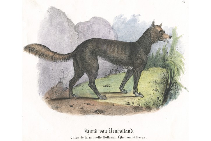 Dingo , kolor. litografie, 1830