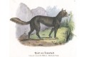 Dingo , kolor. litografie, 1830