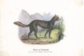 Dingo , kolor. litografie, 1830
