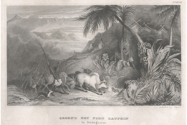 Madagaskar Dauphin, Meyer, oceloryt, 1850