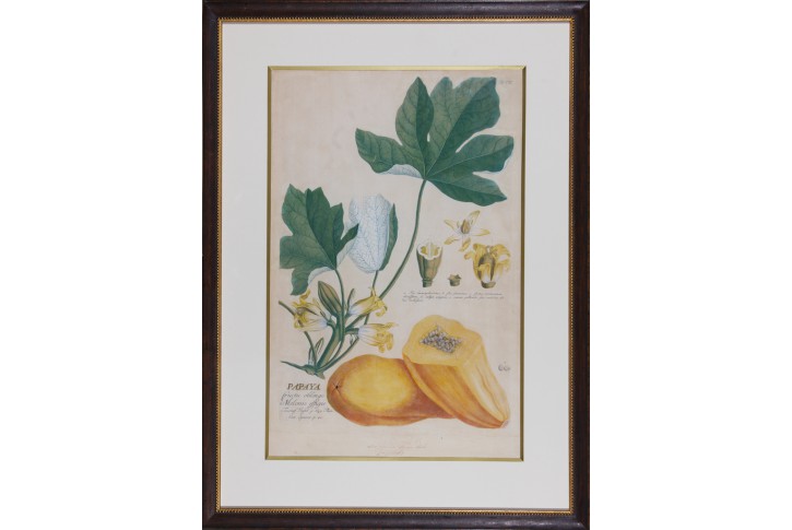 Papaya, Trew, kolor mědiryt, 1750