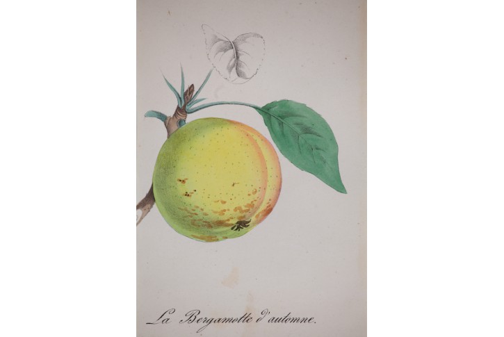 Jablko, kolor. litografie,1860
