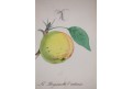 Jablko Reneta, kolor. litografie,1860