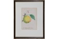 Jablko Reneta, kolor. litografie,1860