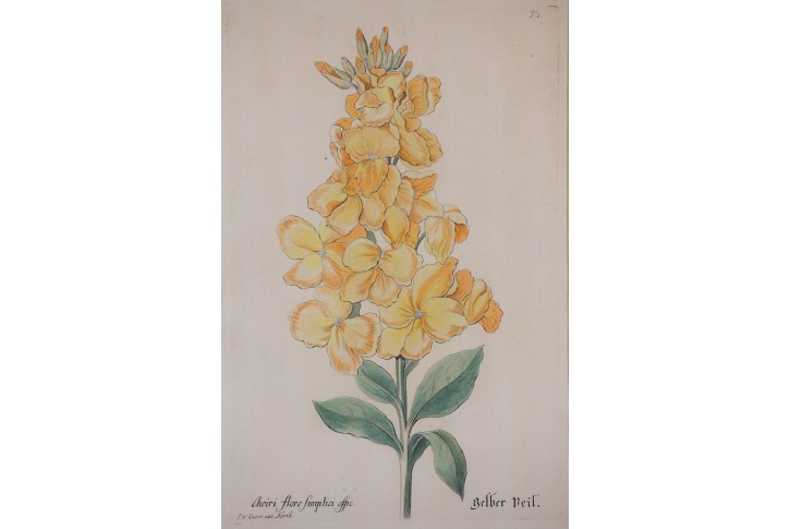 Cheiri, Knorr, kolor mědiryt, 1780