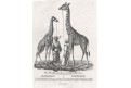 Žirafy, litografie, 1828