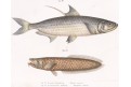 Tarpon atlatský, chromolitografie, 1864