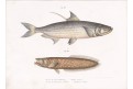 Tarpon atlatský, chromolitografie, 1864