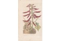 Zarděnice, kolor mědiryt, 1825