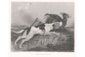 Lov na srnce, mědiryt, (1850)