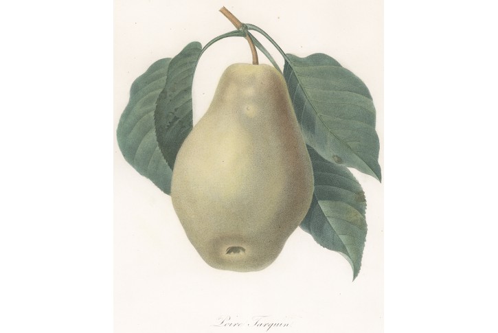 Hruška, Redouté, kolor mědiryt, 1833
