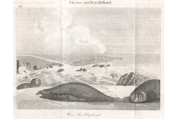 Tuleni Australie, mědiryt, (1810)