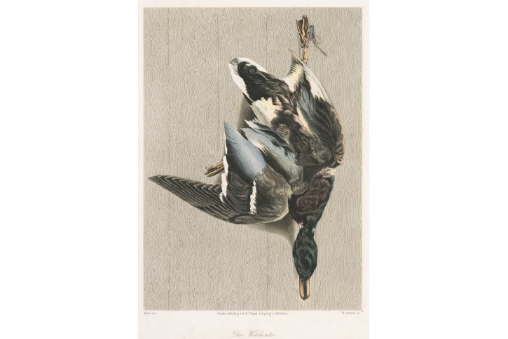 Divoká Kachna, Payne, kolor. oceloryt, 1860