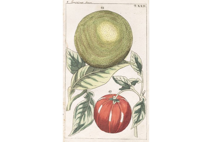 Pomelo, Wilhelm,  kolor. mědiryt, 1816