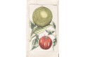 Pomelo, Wilhelm,  kolor. mědiryt, 1816